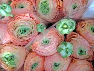 Ranuncoli collonia aracione