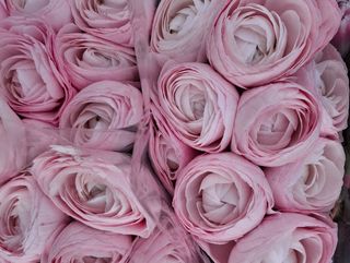 Ranuncoli di ruosa collonia 30 pezzi piu occalipto sisofila