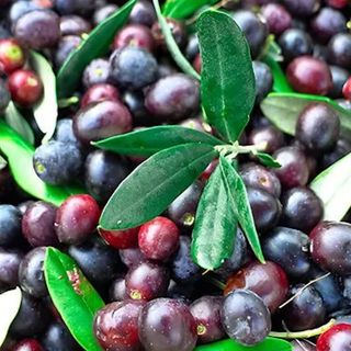 olive nere dolci - 500gr