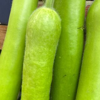 Zucchetta verde 