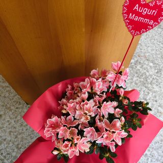 Azalea x te mamma