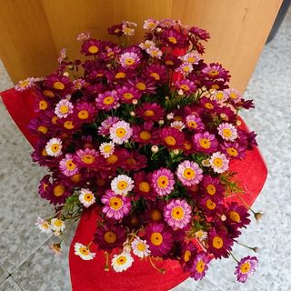 Margherita cuore mamma