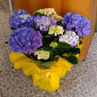 Ortensia primaverile