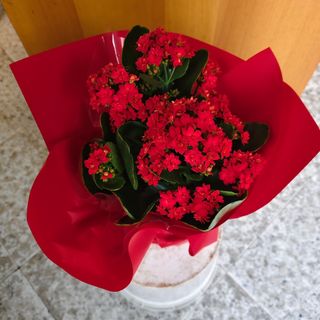 Calanchoe vari colori rosso rosa giallo a seconda della disponibilità