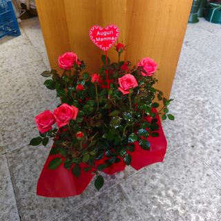 Roselline rosa rosso gialla