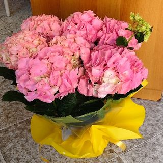 Ortensia primaverile