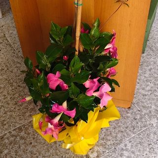 Dipladenie primavera-estate