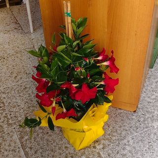 Dipladenie primavera-estate