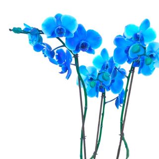 Orchidea blu 