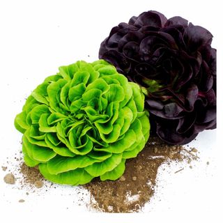 Insalata Salanova 350gr