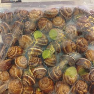 Lumache alla borgogna confezione da 48 PZ.