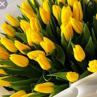 Tulipani gialle 10 pezzi