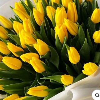 Tulipani gialle 25 pezzi