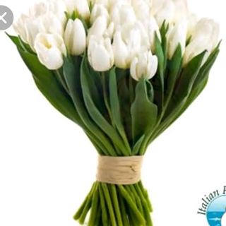 Tulipani bianchi 10 pezzi