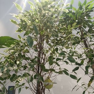 Ficus Benjamina