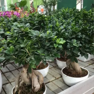 Bonsai piccolo