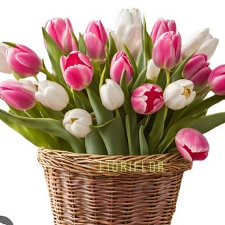 Tulipani Rosa e bianchi 10 pezzi