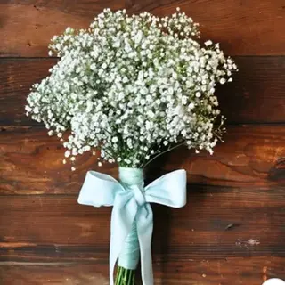 Gypsophila