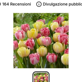 Tulipani Rosa e gialle 10 pezzi