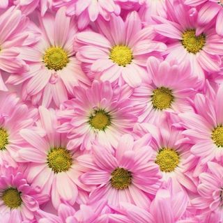 Margerita rosa 6 pezzi