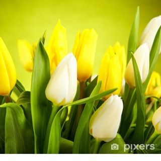 Tulipani gialle e bianchi 20 pezzi