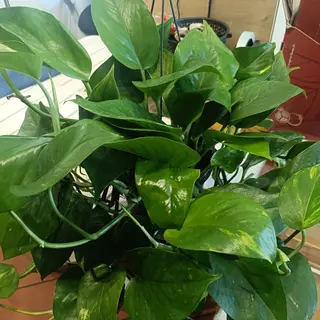 Pothos