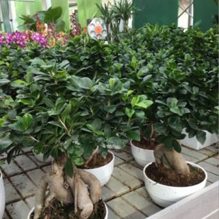 Gemstone Bonsai grande