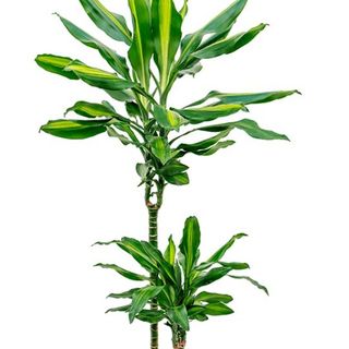 Dracaena