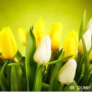 Tulipani gialle e bianchi 30 pezzi