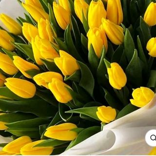 Tulipani gialle 15 pezzi