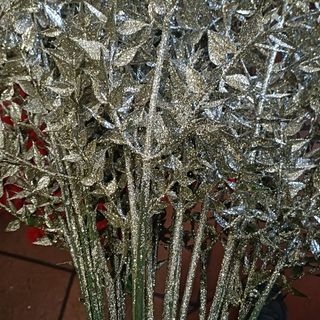 Silver ruscus aculeatus una pezzi