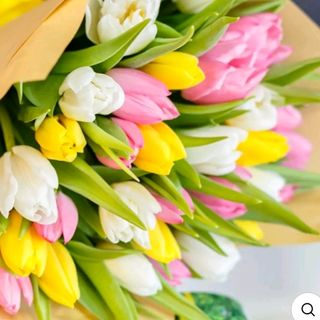 Tulipani 3 colore 15 pezzi