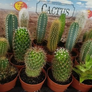Cactus piccolo