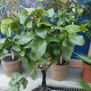 Limone