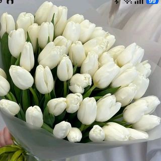 Tulipani bianchi 25 pezzi