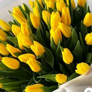 Tulipani gialle 30 pezzi