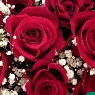 Rosa Rosso  3 pezzi con gypsophila