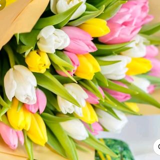 Tulipani 3 colore 30 pezzi