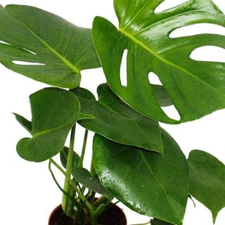 Monstera