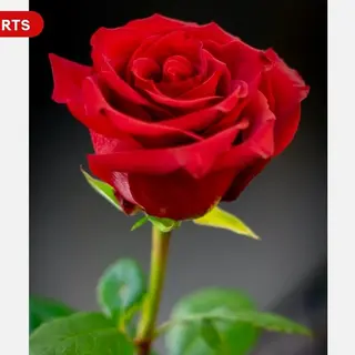 Rosa rosso singolo