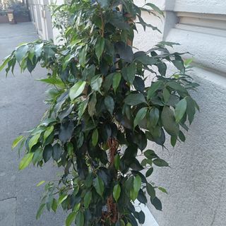 Ficus Benjamina