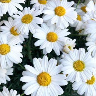 Magerita bianchi 6 pezzi