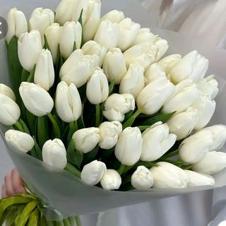 Tulipani bianchi 30 pezzi