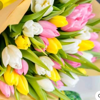 Tulipani 3 colore 45 pezzi