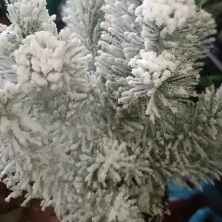 Pinus Natale
