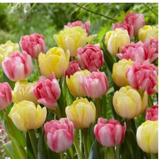 Tulipani Rosa e gialle 30 pezzi