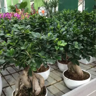 Bonsai mezzo