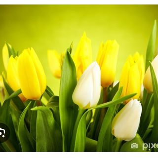 Tulipani gialle e bianchi 10 pezzi