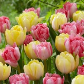 Tulipani Rosa e gialle 20 pezzi