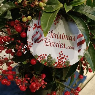 Christmas berries